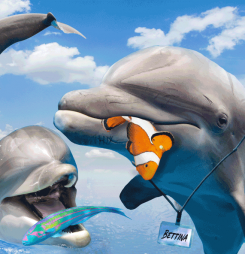 Australian Digital Health Agency: so long, thanks for all the (brightly coloured) fish